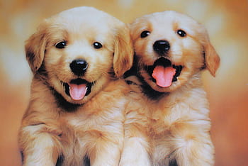 Free download Wallpaper Cute Puppies HD  PixelsTalkNet