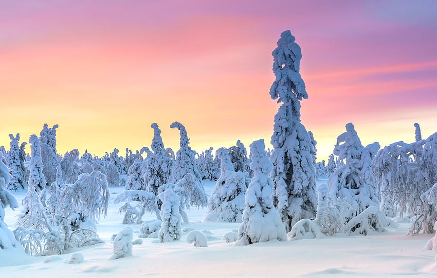 winter, frost, forest, snow, trees, sunset, nature, dawn, ate, winter, Christmas trees, snowy, pink sky , section пейзажи HD wallpaper