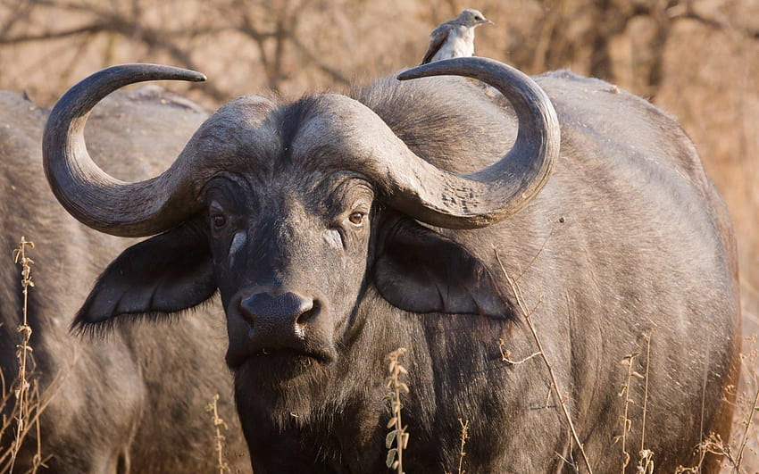 13 búfalo africano fondo de pantalla