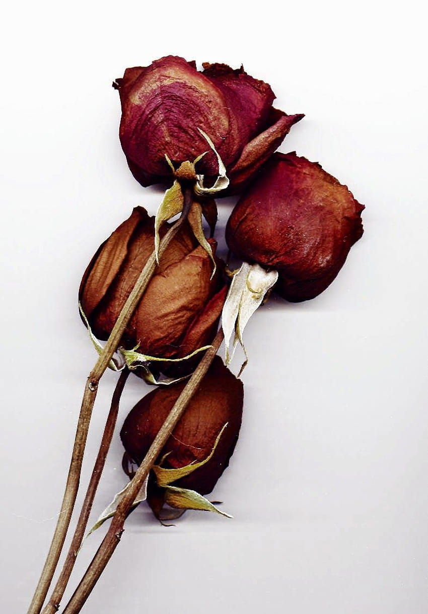 Pin auf Power of Flowers, trockene Rose HD-Handy-Hintergrundbild