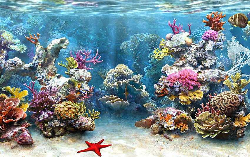 s Coral Reef HD wallpaper
