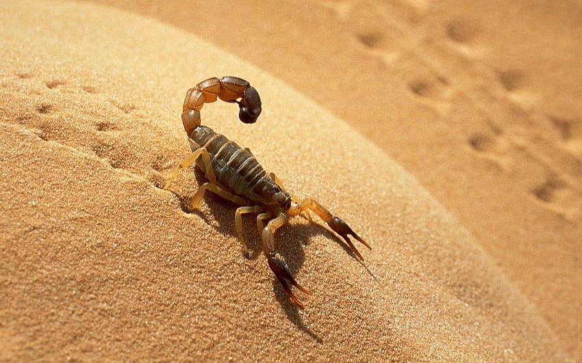 Scorpion Group, black scorpien HD wallpaper