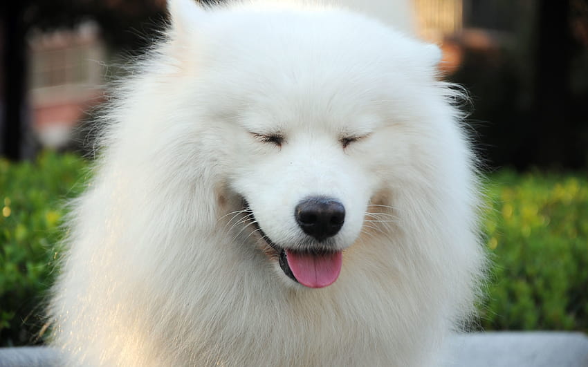 Samoyed dog Dogs White Fluffy Snout Animals 3840x2400, fluffy dogs HD wallpaper