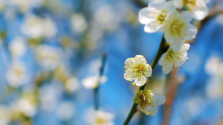 Fleur de prunier blanc. [ 1920x1080], fête du printemps Fond d'écran HD