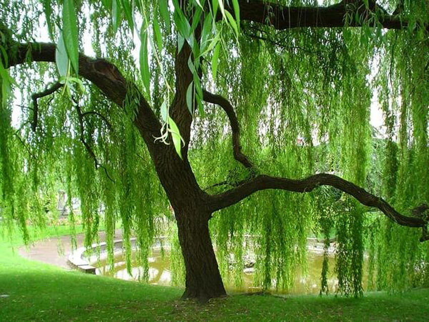 Everything You Need to Know About Weeping Willow Trees HD wallpaper