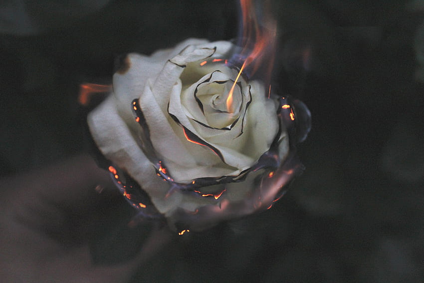 1600x900 Rose Fire graphy Smoke 1600x900 Resolution , Backgrounds, and, fire rose HD wallpaper