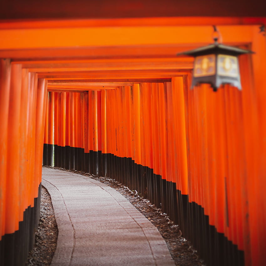 Shinto Shrine , Tokyo, Japan, Torii Pass, Orange, Pattern, Pathway, Temple, Worship, World, torii minimal HD phone wallpaper
