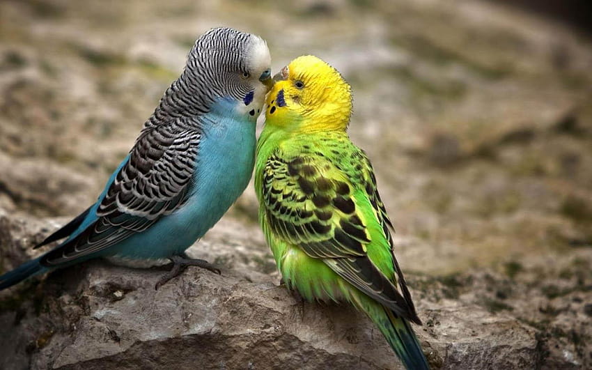 : Влюбени птици, влюбени птици HD тапет