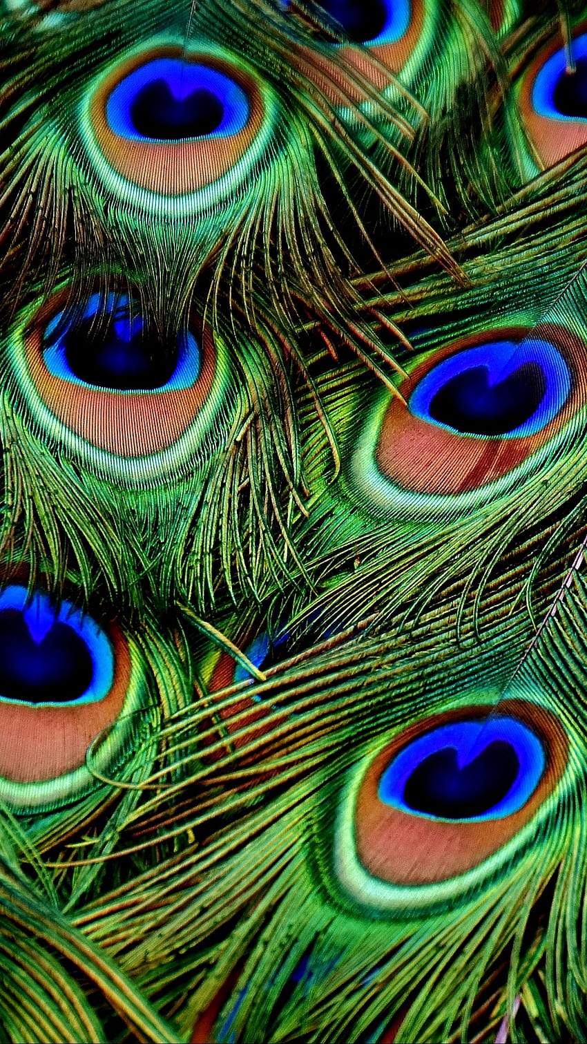 Peacocks, Feathers, Patterns, peacock feather mobile HD phone wallpaper ...