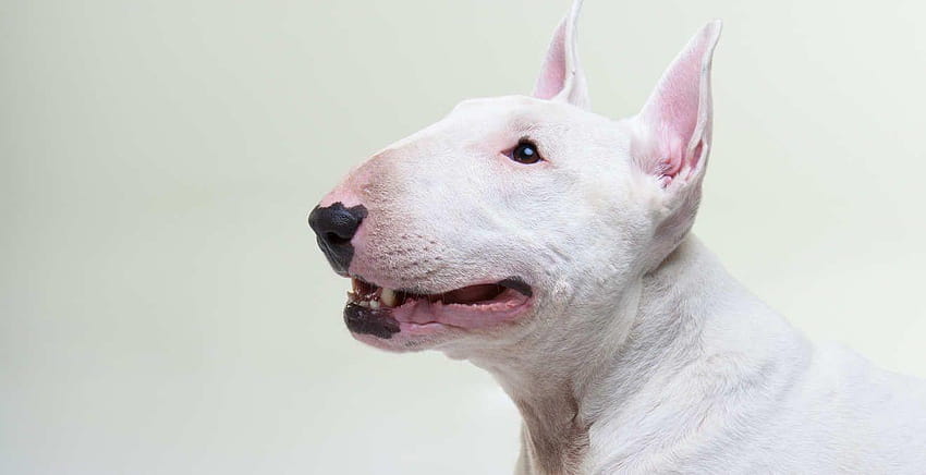 Qué Raza: El Bull Terrier, bull terrier inglés fondo de pantalla | Pxfuel