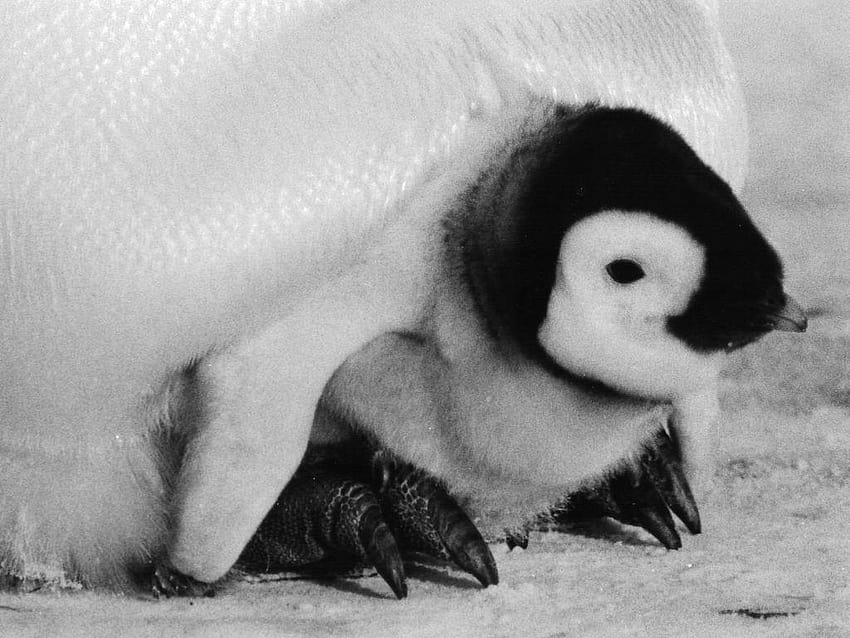 Baby Penguin Antarctica Inspirational Penguins In Peril, baby penguins HD wallpaper