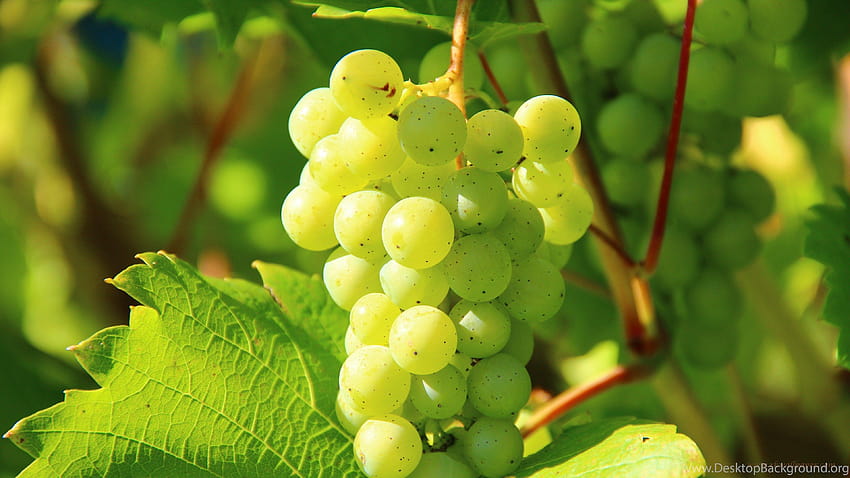 Green Grapes Fruits RK Backgrounds, rk mobile HD wallpaper