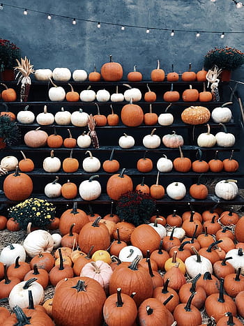 Pumpkins  Things October Background 2019  Treebird Branding