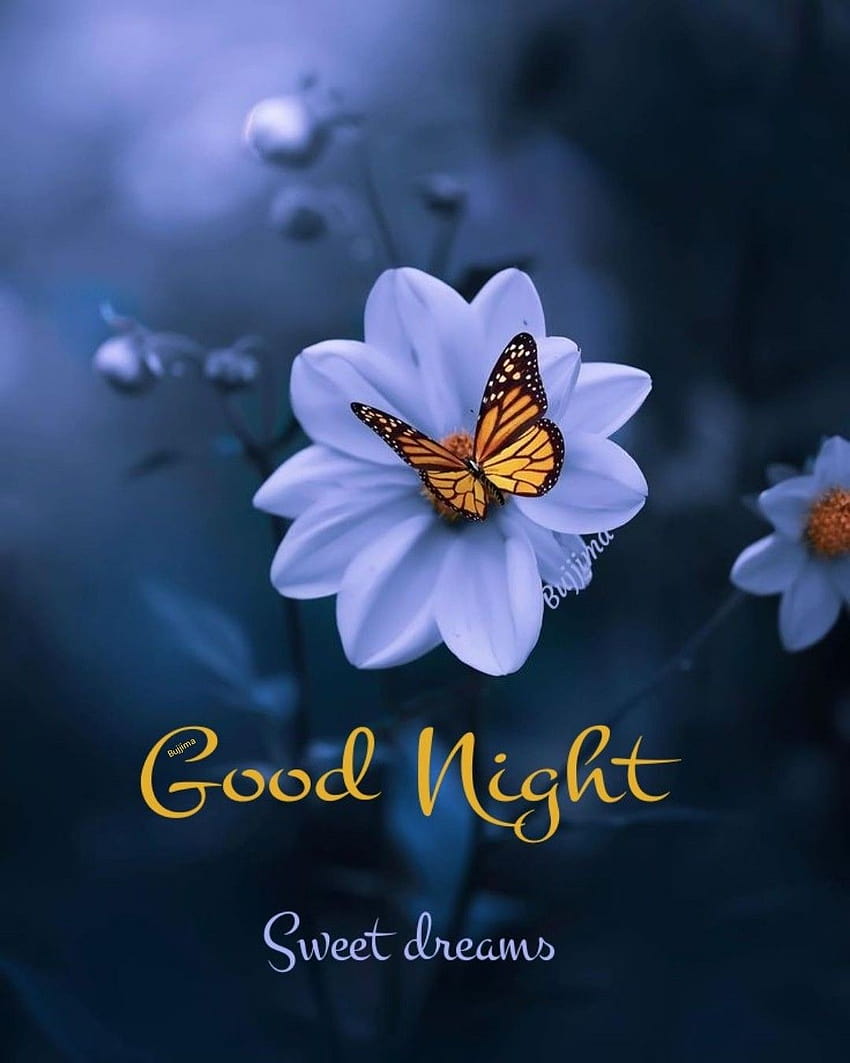 Rocío Chávez on GOOD NIGHT&Good night gif, good night flower HD phone wallpaper
