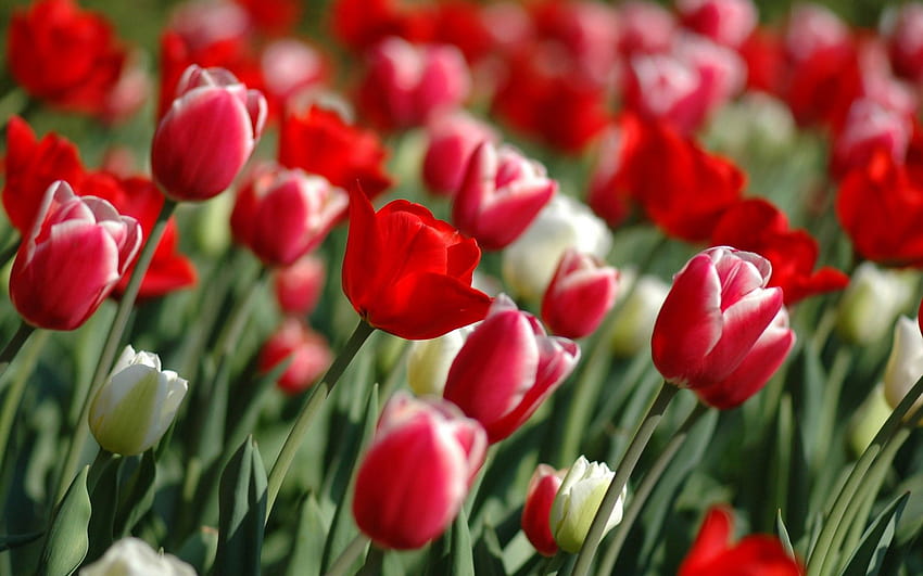 Tulipani rossi in primavera Copertine Facebook, primavera rossa Sfondo HD