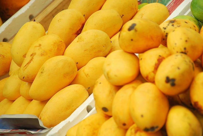 mango fruit HD wallpaper