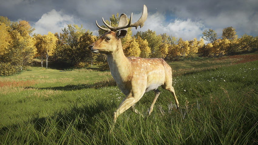 theHunter: Call of the Wild™, european fallow deer HD wallpaper