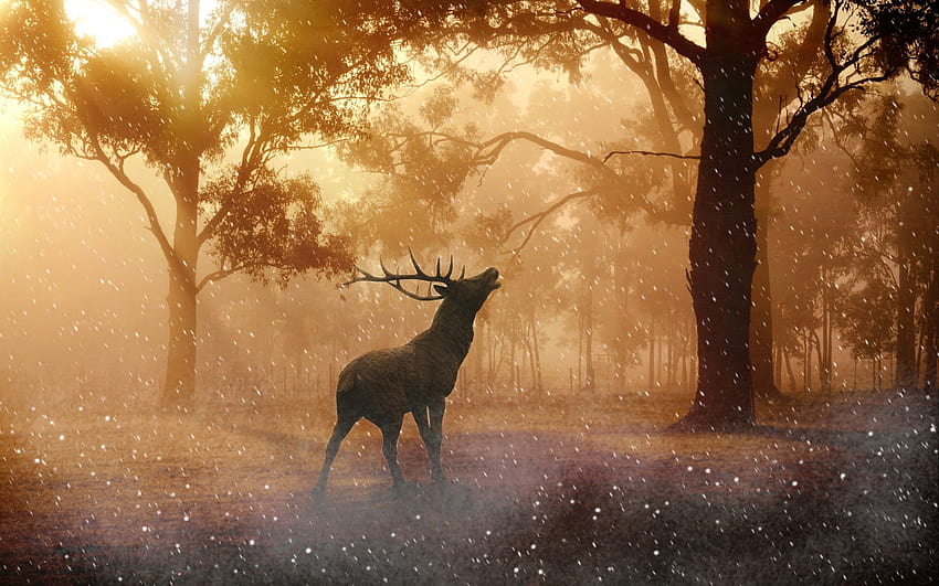 Красив елен лопатар в горската есен 13, macbook есен HD тапет