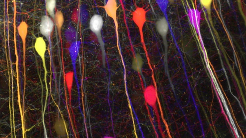 Scientists Armed With Lasers Capture 3D of Neurons 'Firing' in the Brain in Research Breakthrough HD wallpaper