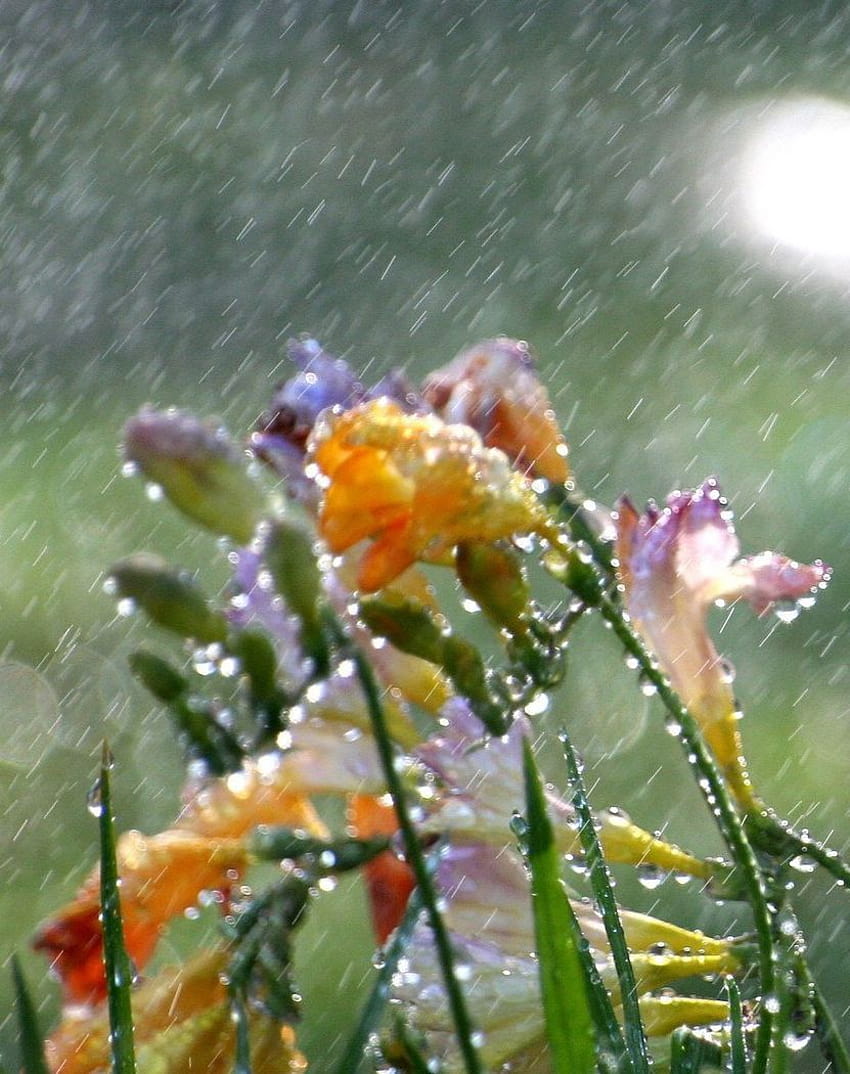 dancing....In the monsoon wind!~Love sias, they smell so nice, spring rain wind HD phone wallpaper