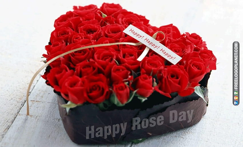  Happy Rose Day Image Hd Download 49 Download free  Images SRkh