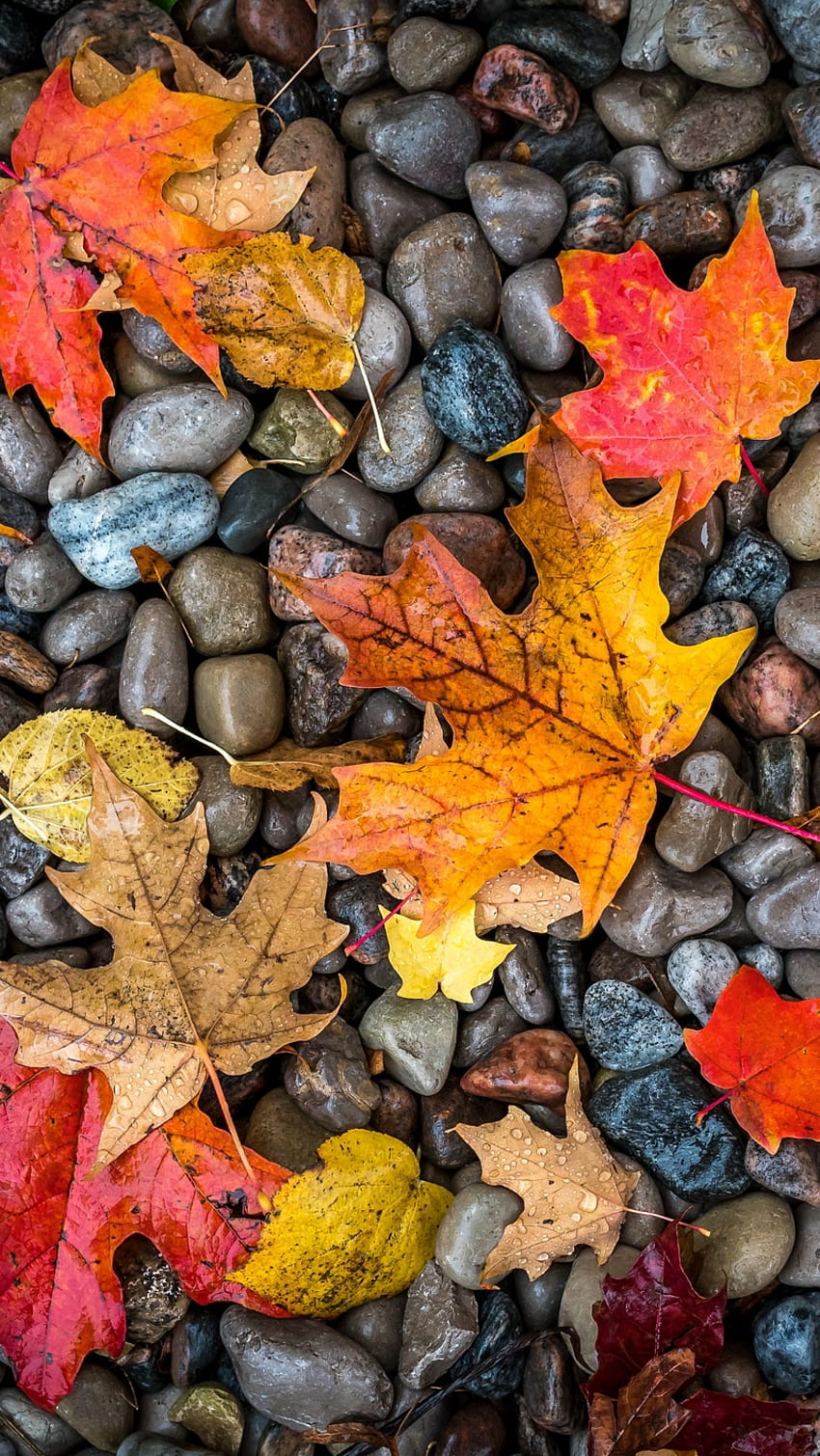 fallen, Blatt, Laub, Baum, Herbst, gelb, iPhone SE Herbst HD-Handy-Hintergrundbild