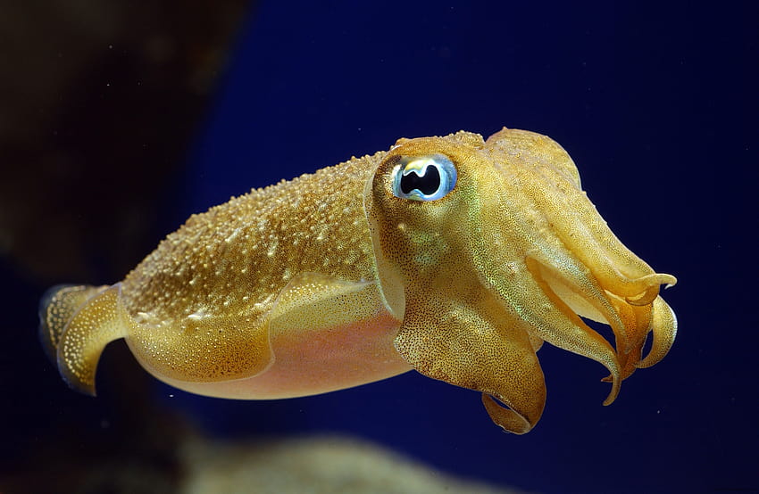 cute octopus HD wallpaper