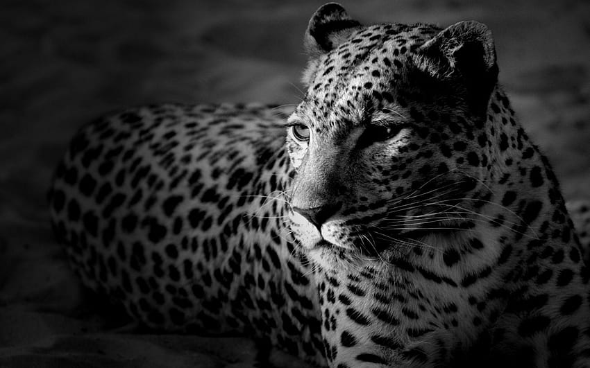 leopard animal, animal print leopardo blanco HD wallpaper