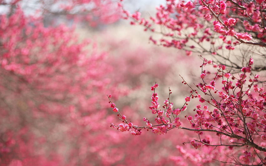 Cherry Blossom Backgrounds, sakura tree aesthetic HD wallpaper | Pxfuel