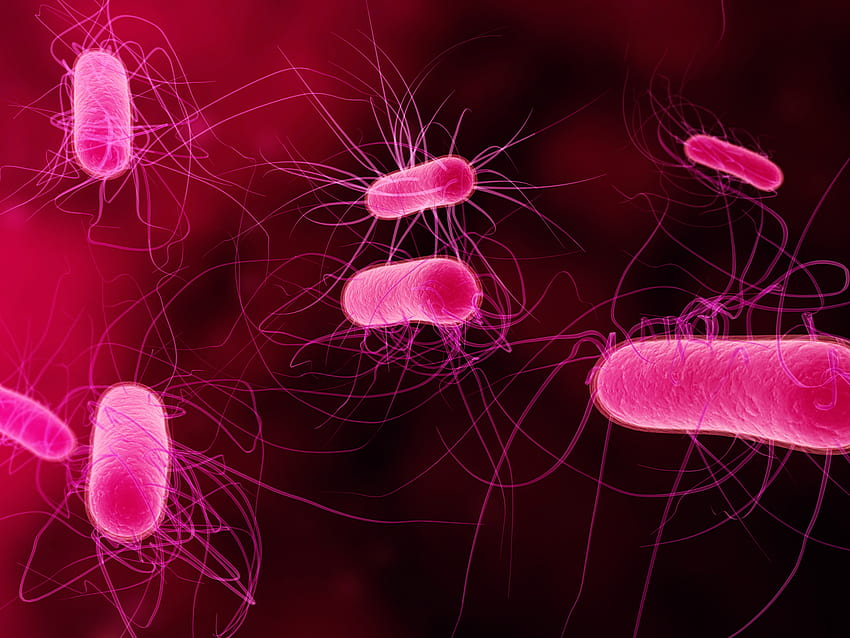 bactérias, germes papel de parede HD