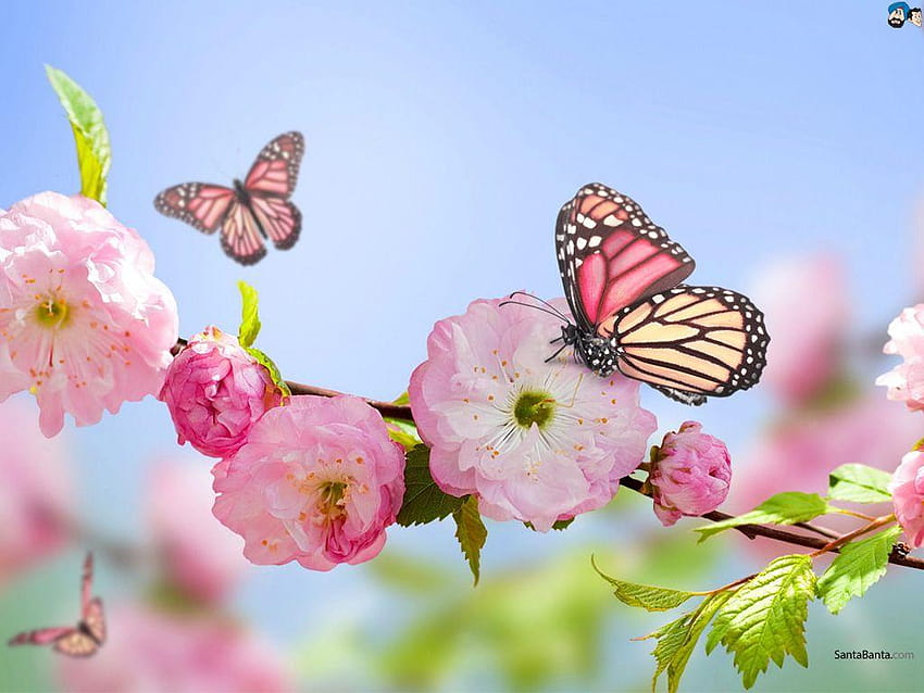 Full Wide Nature & I Beautiful Nature, butterfly nature HD wallpaper |  Pxfuel