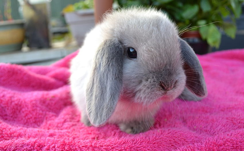 black baby rabbits