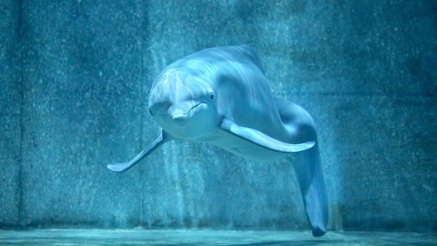 Dolphin Tale' は冬を変えませんでしたが、彼女のクリアウォーターの家を変えました、イルカの物語の映画 高画質の壁紙