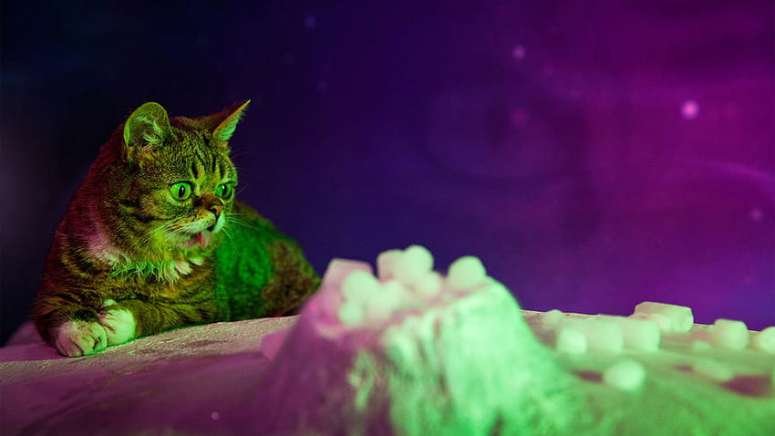 Recensione di Lil Bub & Friendz: la cultura dei gatti su Internet non ha bisogno di rock star Sfondo HD