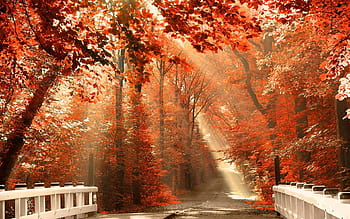 Autumn Season Photography 4K wallpaper download