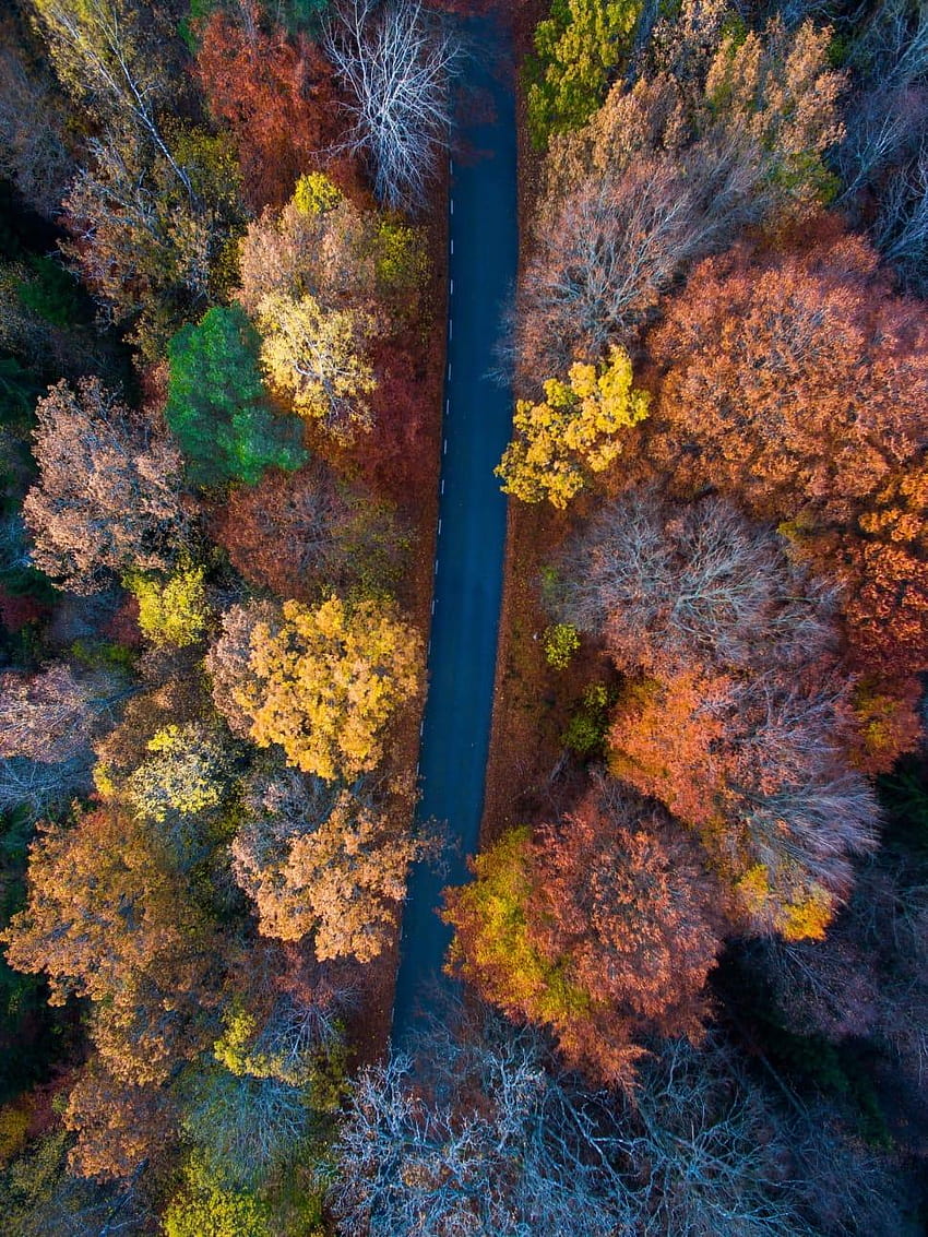 roadway between orange and yellow tress, autumn aerial HD phone wallpaper