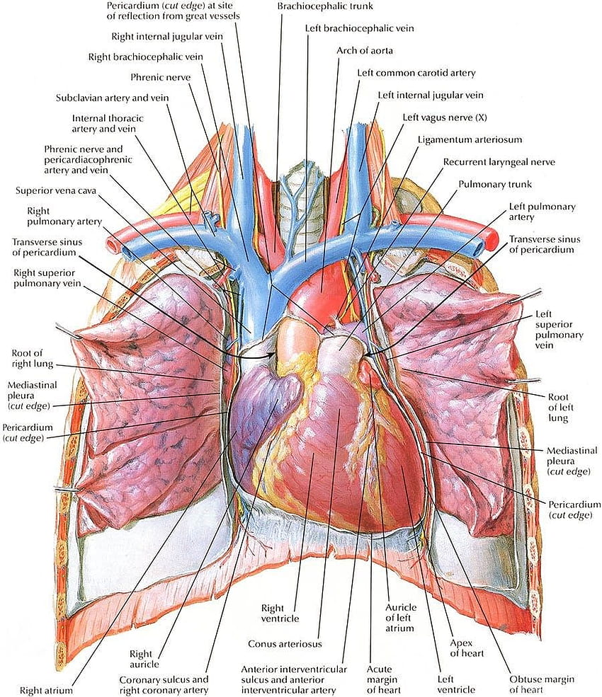 Fundos do diagrama de anatomia do coração humano Papel de parede de celular HD