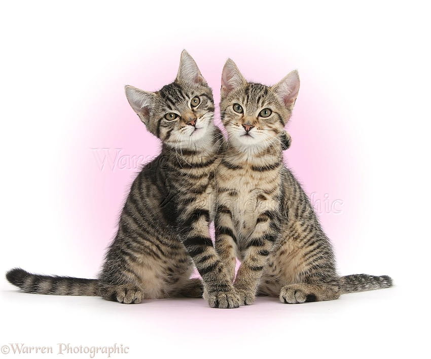 Smitten Kittens, snuggling HD wallpaper