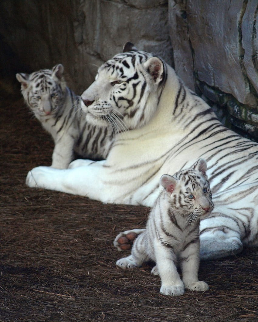 Hintergrundbild der Tigerfamilie