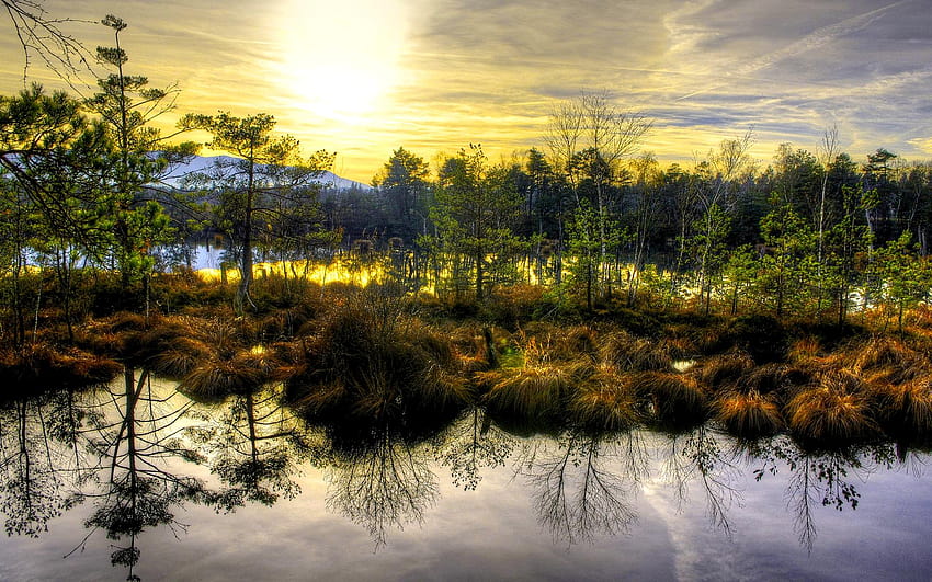 Lovely Swamp Trees Sunshine, wetland HD wallpaper