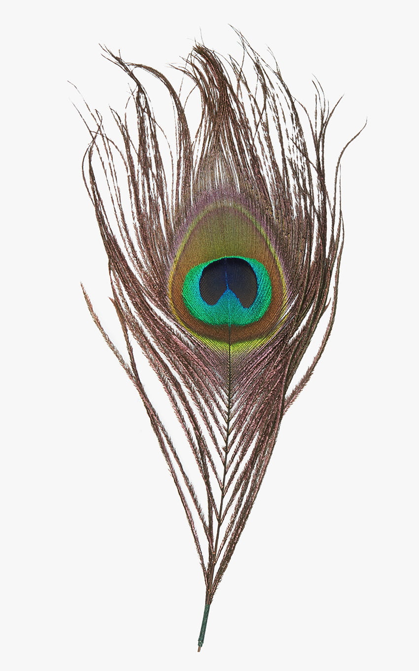Peacock Feather Png Trasparente, mor pankh Sfondo del telefono HD