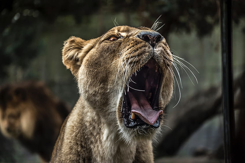 Lion With Open Mouth , Animals, Backgrounds, and, lions open mouth HD wallpaper