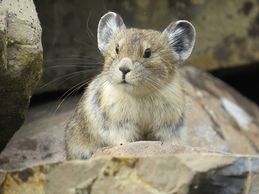 Adorable American Pika Is Disappearing Due to Climate Change HD wallpaper