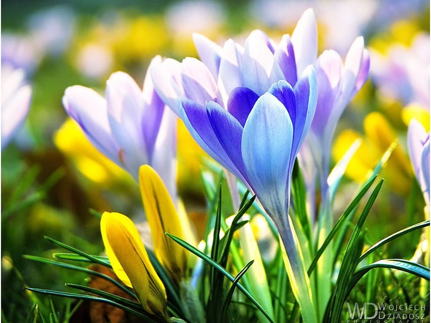 Early Spring Flowers, spring lilies HD wallpaper