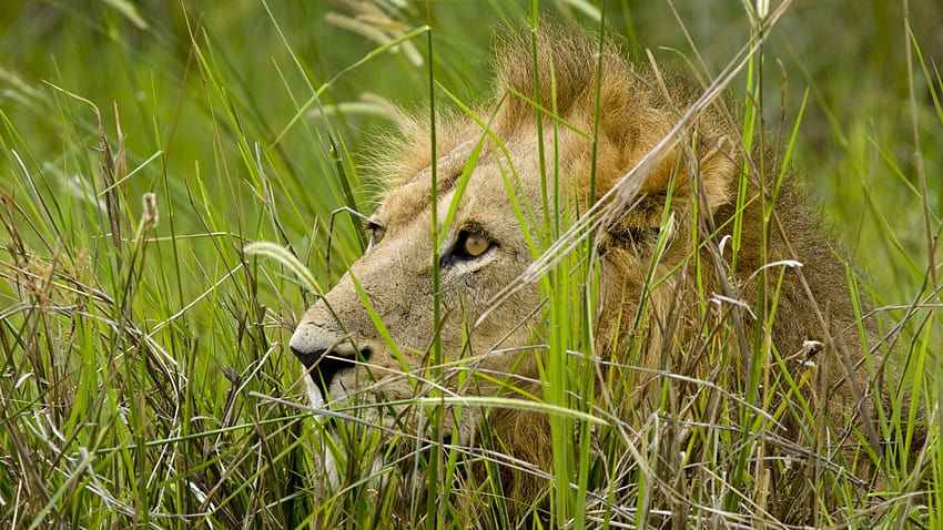 leo grass lion hunting, 1920x1080, Lion hiding in the grass, spring lion HD wallpaper