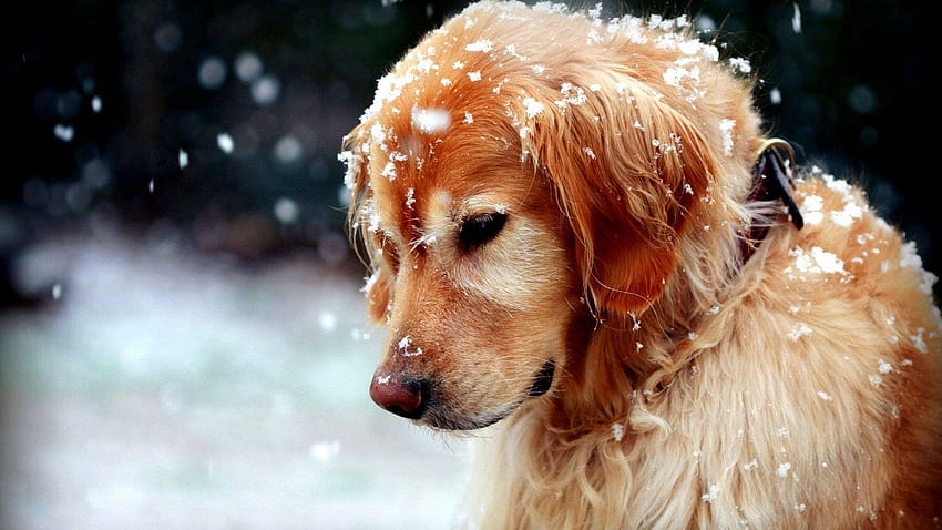 โกลเด้น รีทรีฟเวอร์ ฤดูหนาว สุนัขฤดูหนาว วอลล์เปเปอร์ HD