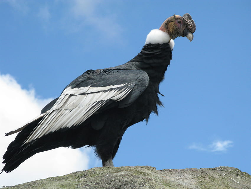Andean Condor Backgrounds HD wallpaper