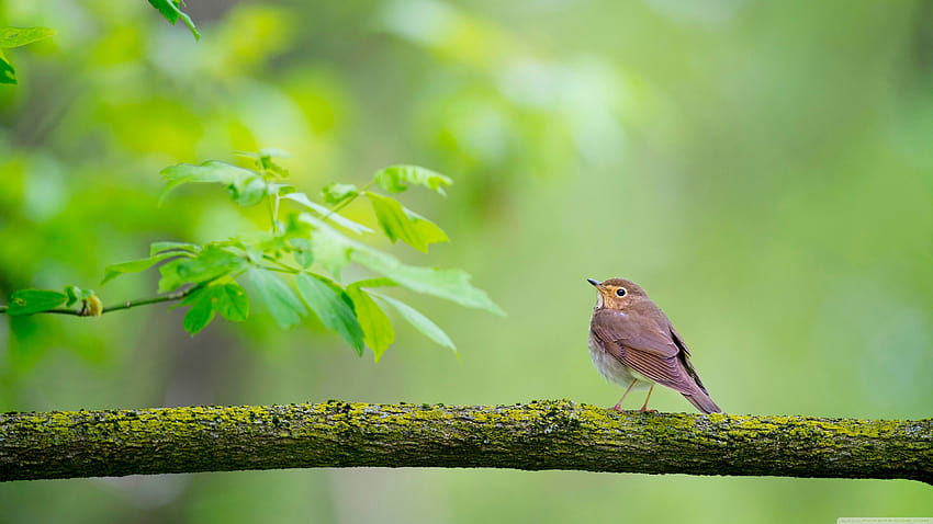 Pássaro, Ramo, Nature Ultra Backgrounds para, pássaros papel de parede HD