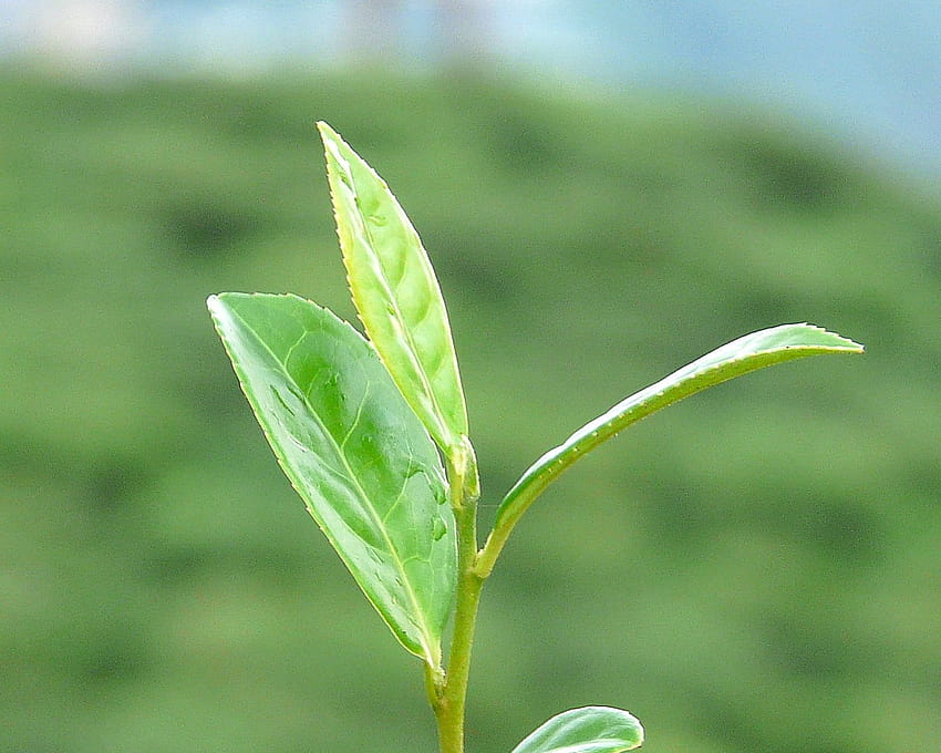 Foco superficial da planta de folhas verdes, darjeeling papel de parede HD