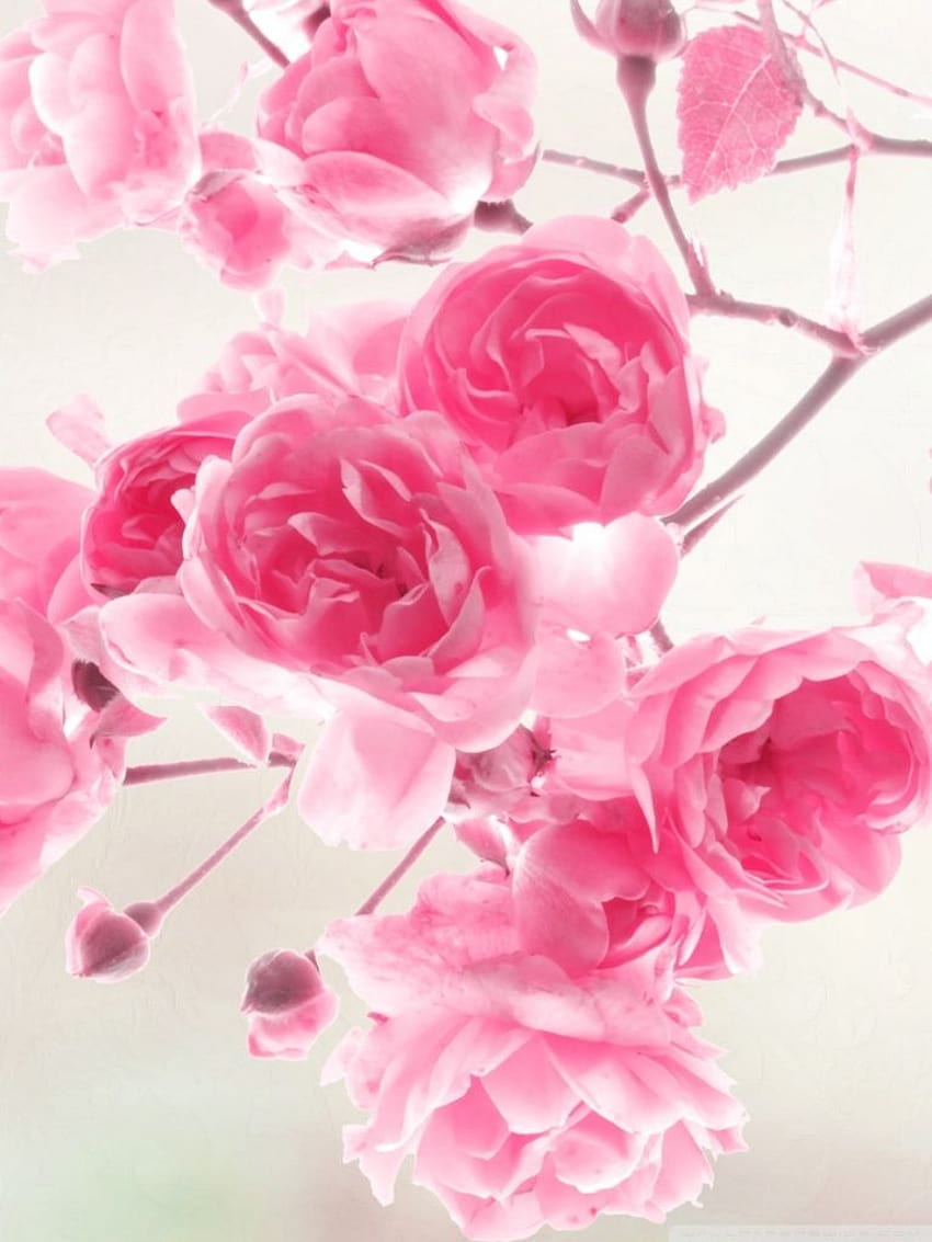 Fleurs Roses Roses : Haute Définition : Plein écran : Mobile, fleur mobile Fond d'écran de téléphone HD